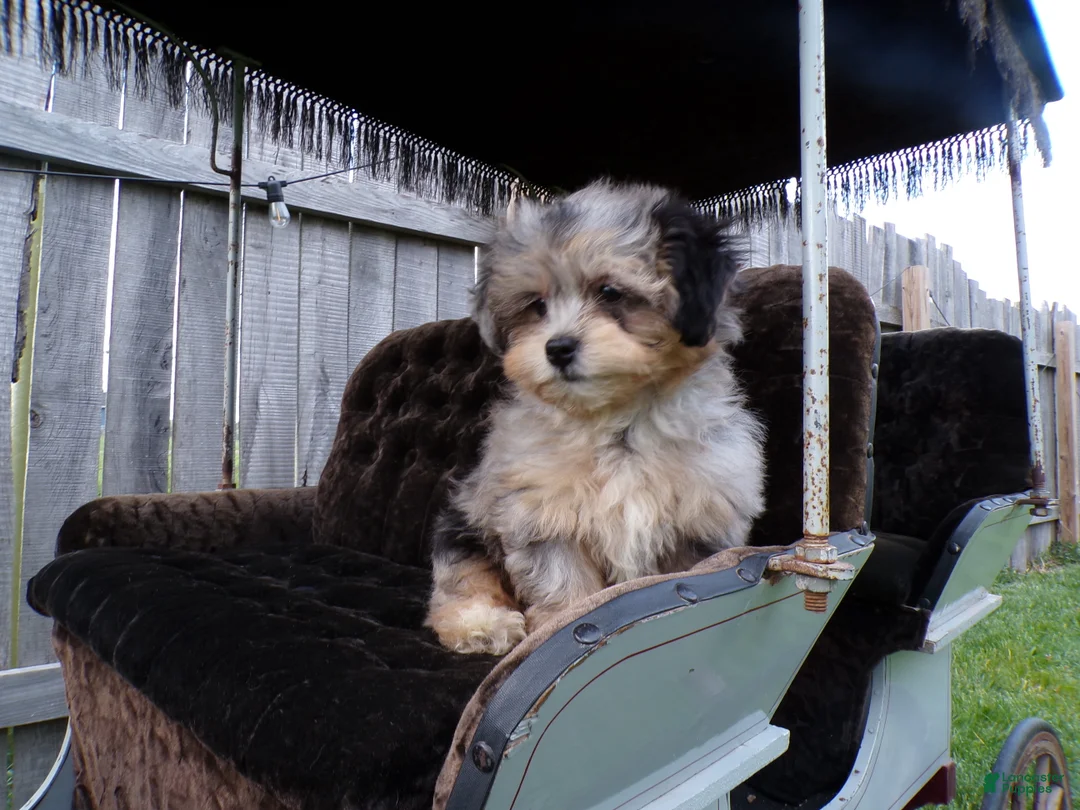 Shihpoo dogs for sale: patrick - Ad 2