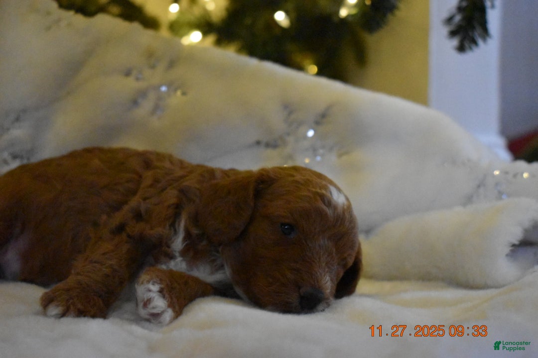 Cavapoo dogs for sale: Cavapoo Puppy 1 - Ad 9