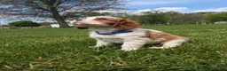 Cavalier King Charles Spaniel dogs for sale: Kliff - Ad 18