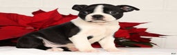 Boston Terrier dogs for sale: Jody - Ad 3