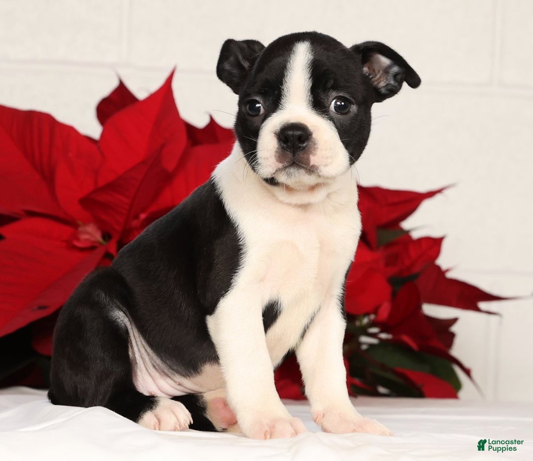 Boston Terrier dogs for sale: Jody - Ad 3