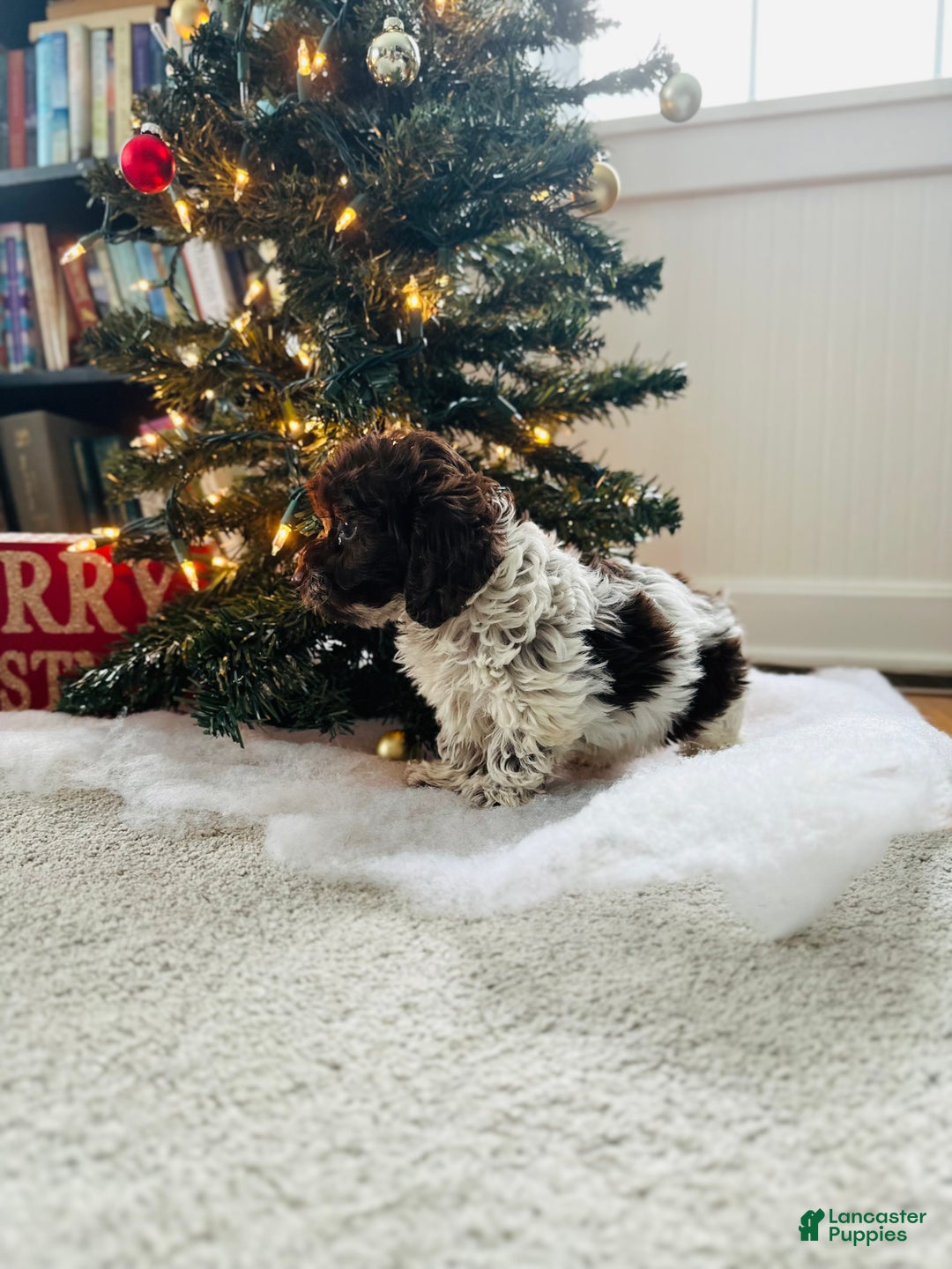 Mixed Breed dogs for sale: Ivy - Ad 5