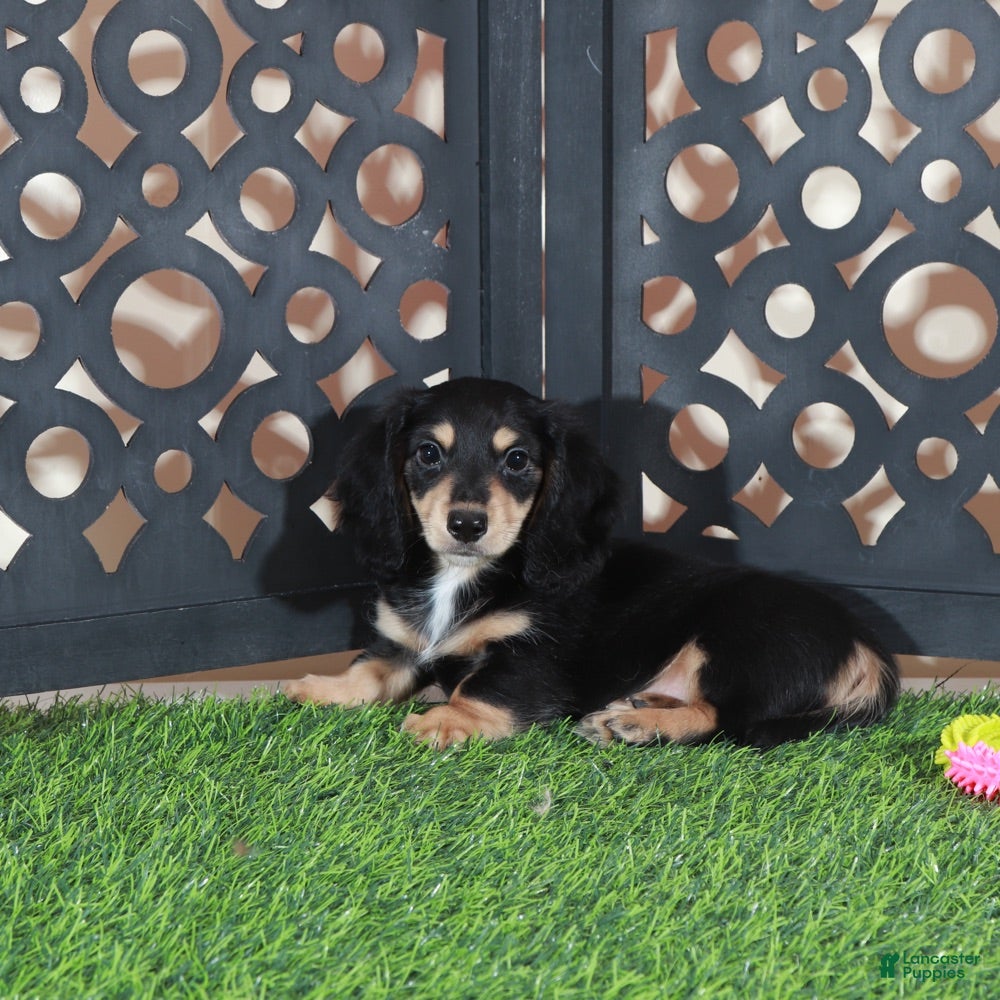 Miniature Dachshund dogs Molly Beautiful Blk/tan Mini LH Dachshund - Ad 1