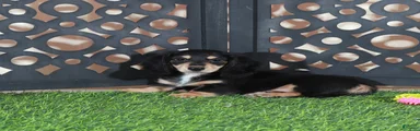 Molly Beautiful Blk/tan Mini LH Dachshund