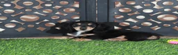 Miniature Dachshund dogs for sale: Molly Beautiful Blk/tan Mini LH Dachshund - Ad 1