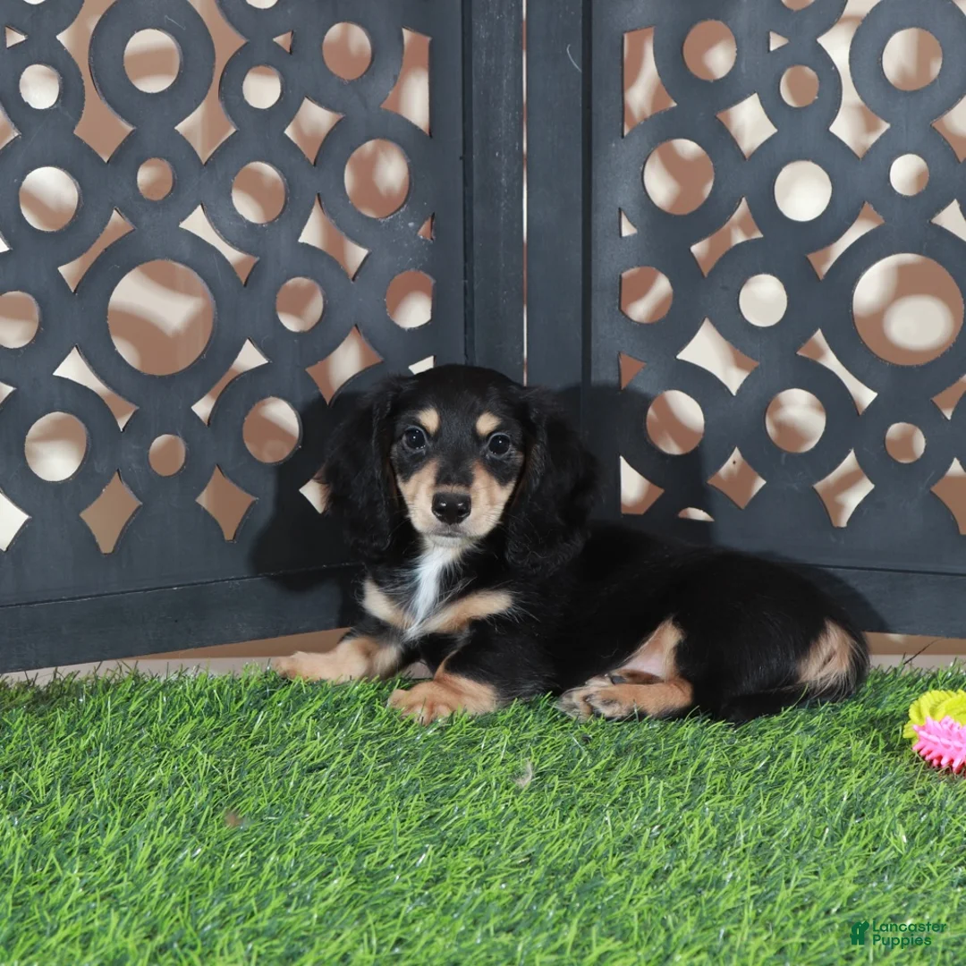 Miniature Dachshund dogs for sale: Molly Beautiful Blk/tan Mini LH Dachshund - Ad 1