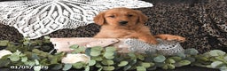 Golden Retriever dogs for sale: Dasher - Ad 5