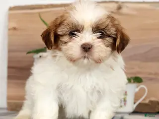 Shih Tzu dogs for sale: Henley - Ad 1