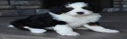 Mini Bernedoodle dogs for sale: Jazzie - Ad 6