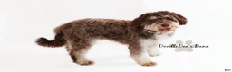 Bernedoodle dogs for sale: Bernedoodle Puppy - Ad 4