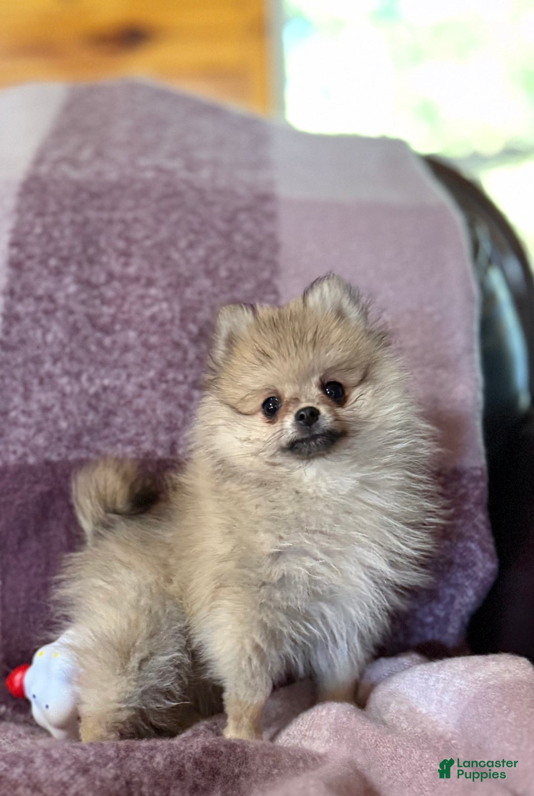 Pomeranian dogs for sale: Benji was his name~o - Ad 3