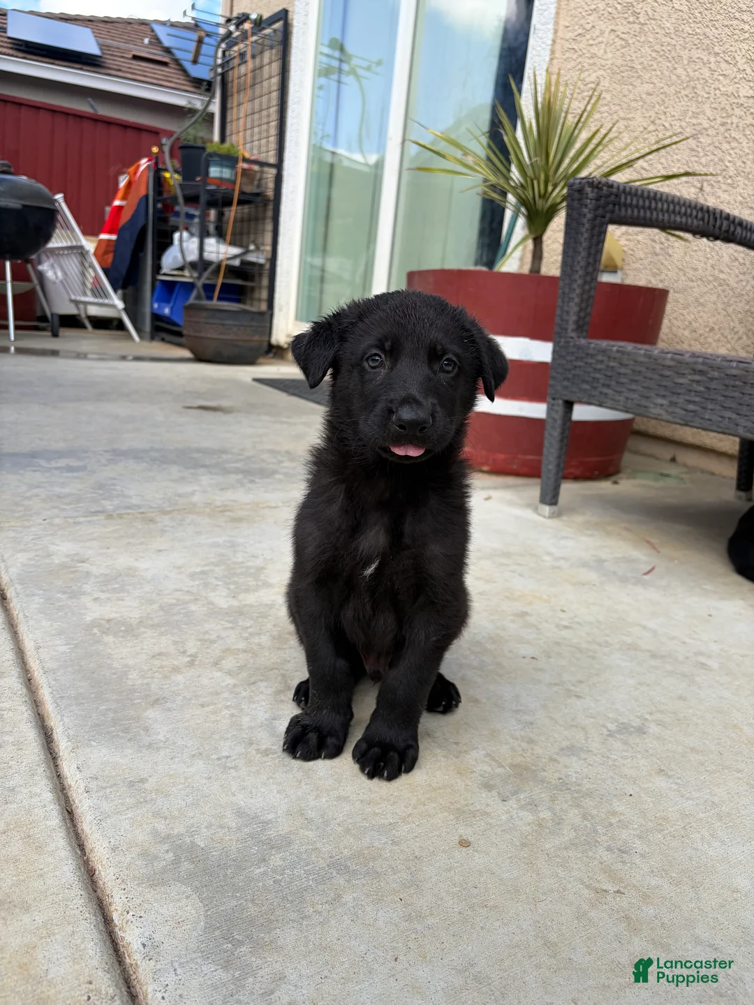 German Shepherd dogs for sale: Kaneki - Ad 5