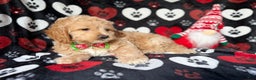 Cockapoo dogs for sale: Stocking - Ad 7