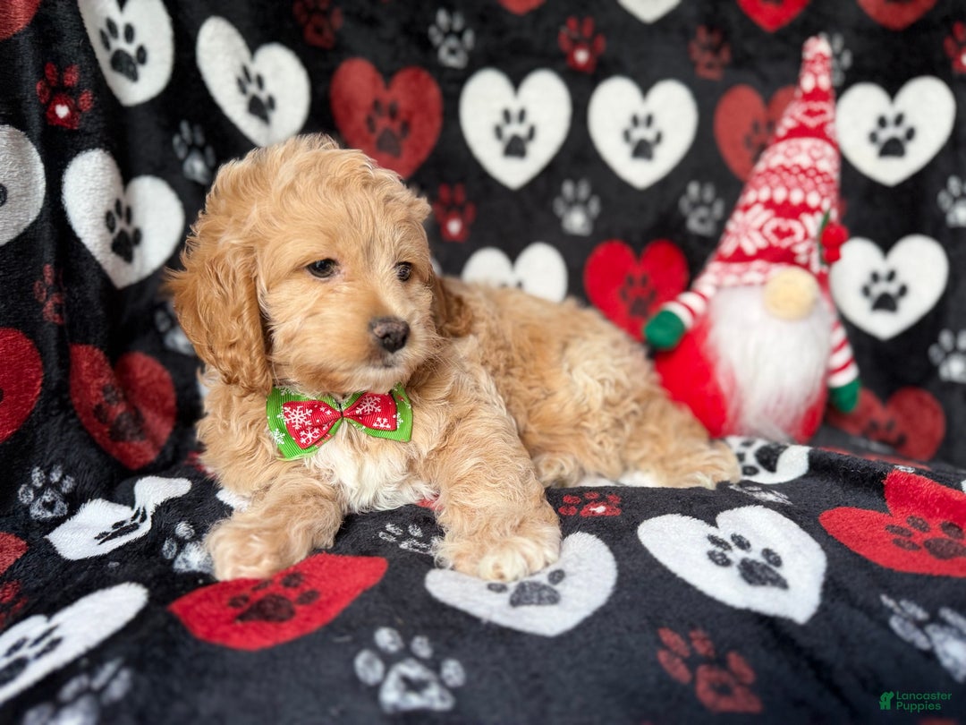 Cockapoo dogs for sale: Stocking - Ad 7