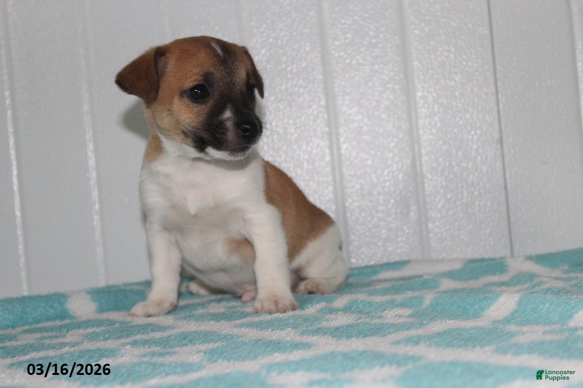 Jack Russell Terrier dogs Teddy - Ad 2