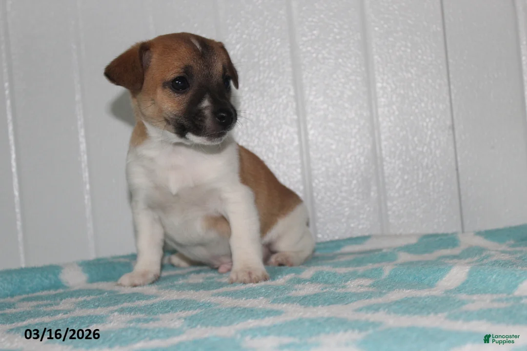Jack Russell Terrier dogs for sale: Teddy - Ad 2