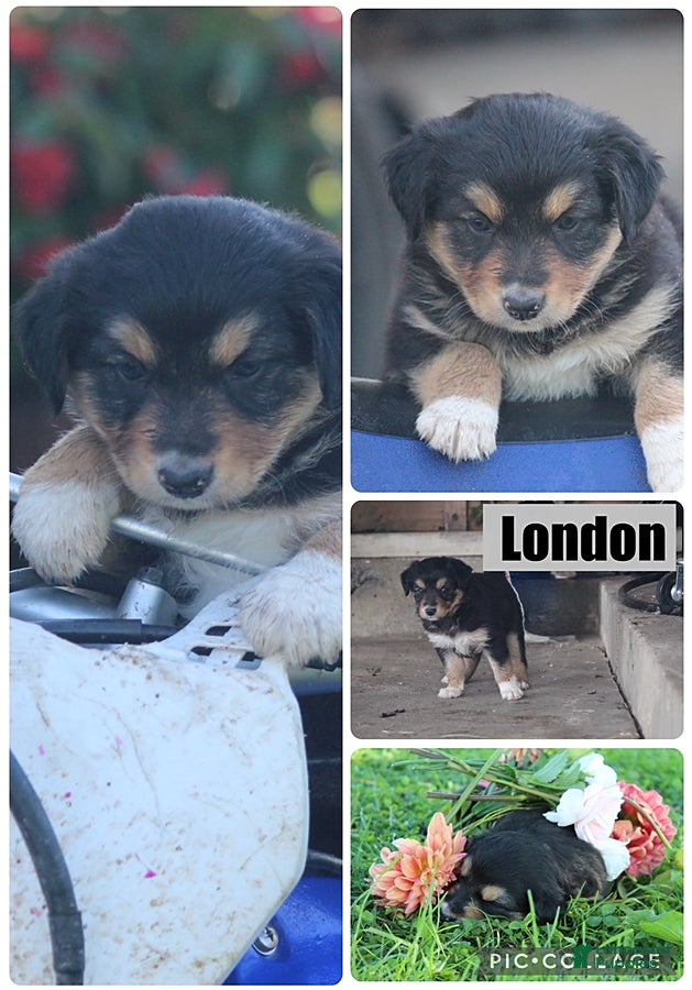 Mixed Breed dogs London - Ad 24