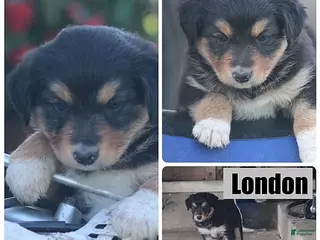 Mixed Breed dogs London - Ad 24