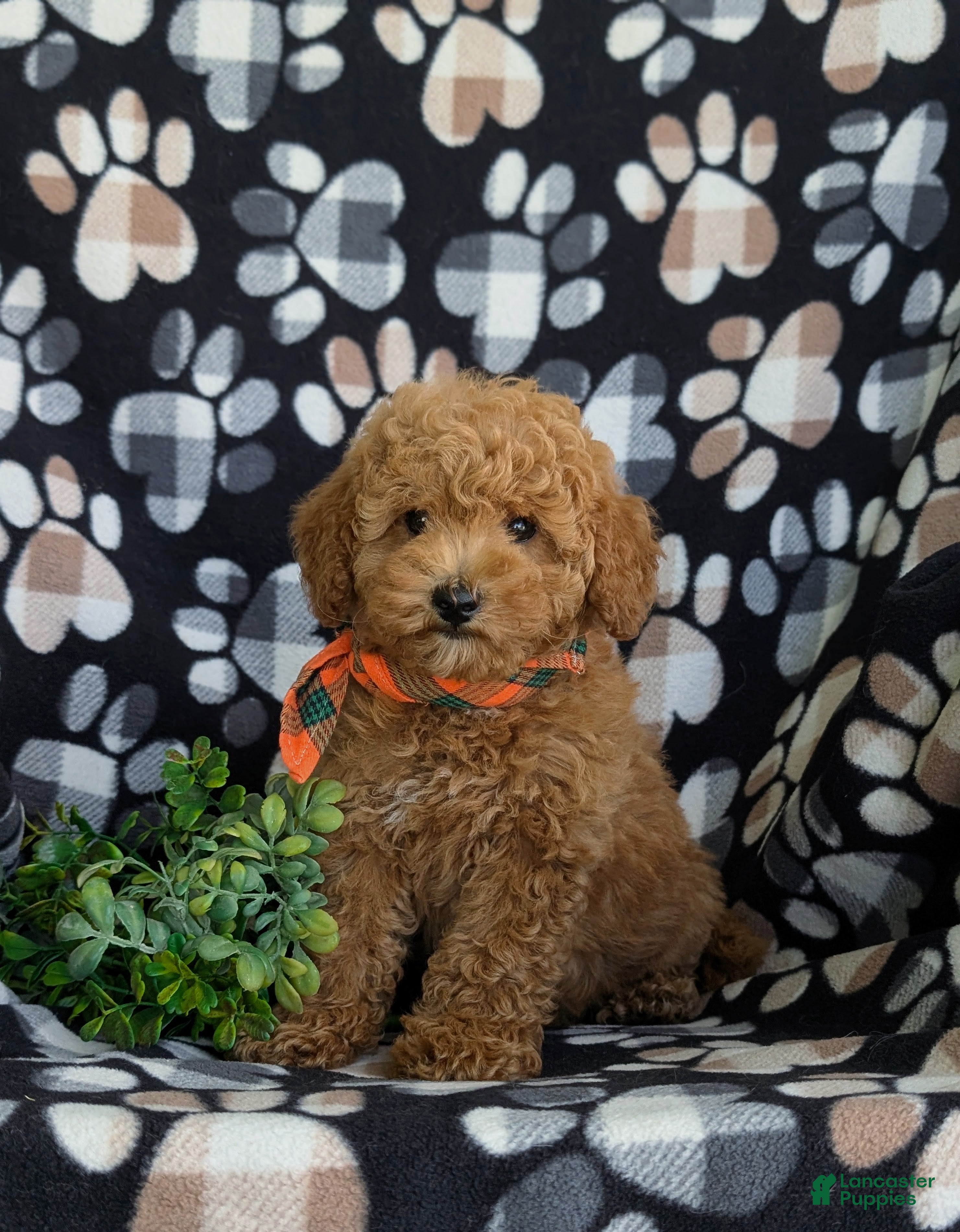 Toy Poodle dogs Northrop 9 lbs Full Grown - Ad 1
