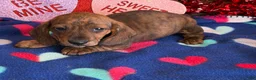 Miniature Dachshund dogs for sale: Stripes - Ad 1