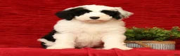 Sheepadoodle dogs for sale: Henry - Ad 6