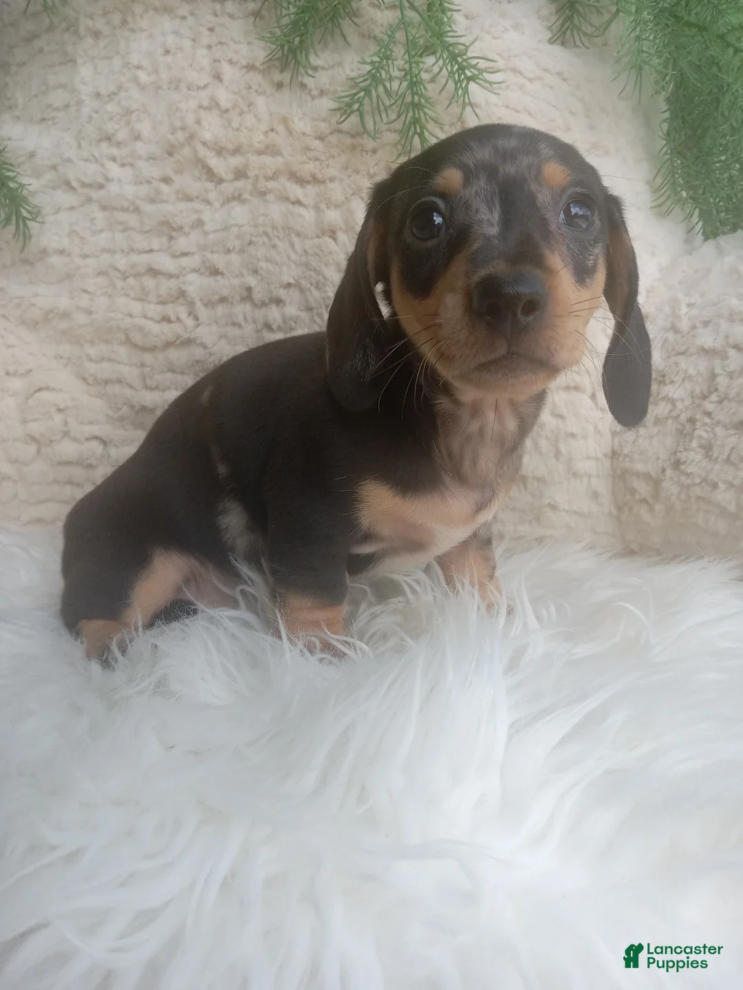 Dachshund dogs for sale: Macy - Ad 4