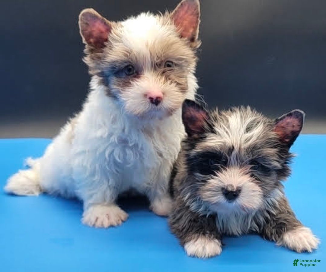 Yorkshire Terrier dogs for sale: Tigga - Ad 3