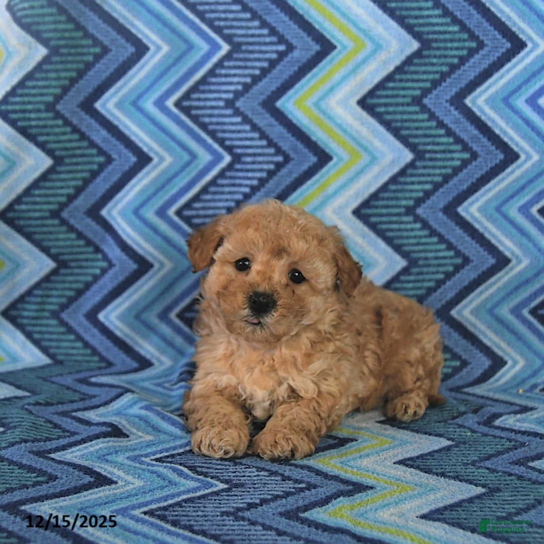 Maltipoo dogs for sale: Brody - Ad 2