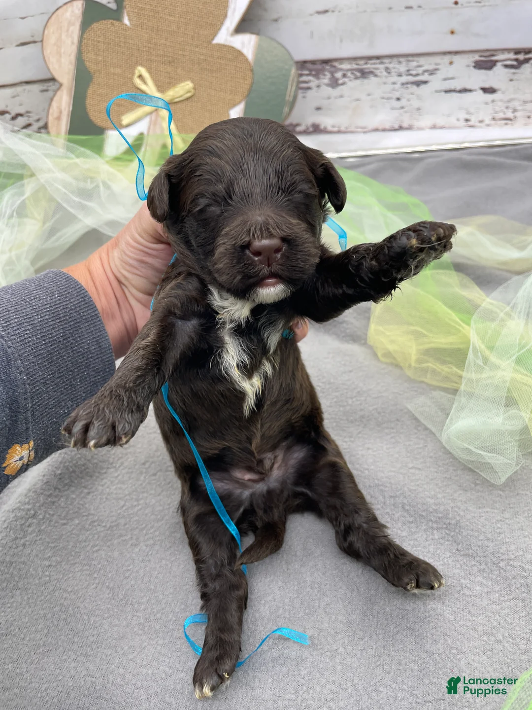 Portuguese Water Dog dogs for sale: Benny - Ad 5