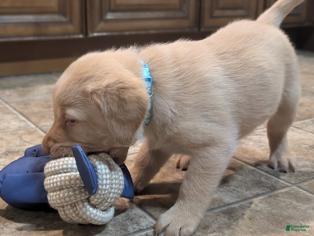 Labrador Retriever dogs for sale: Zack - Ad 6