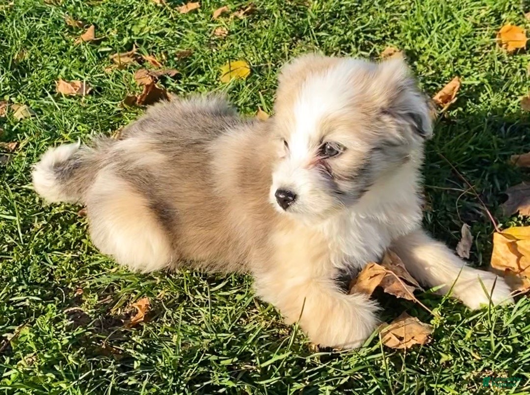 Mini Aussiedoodle dogs for sale: Lucy - Ad 2