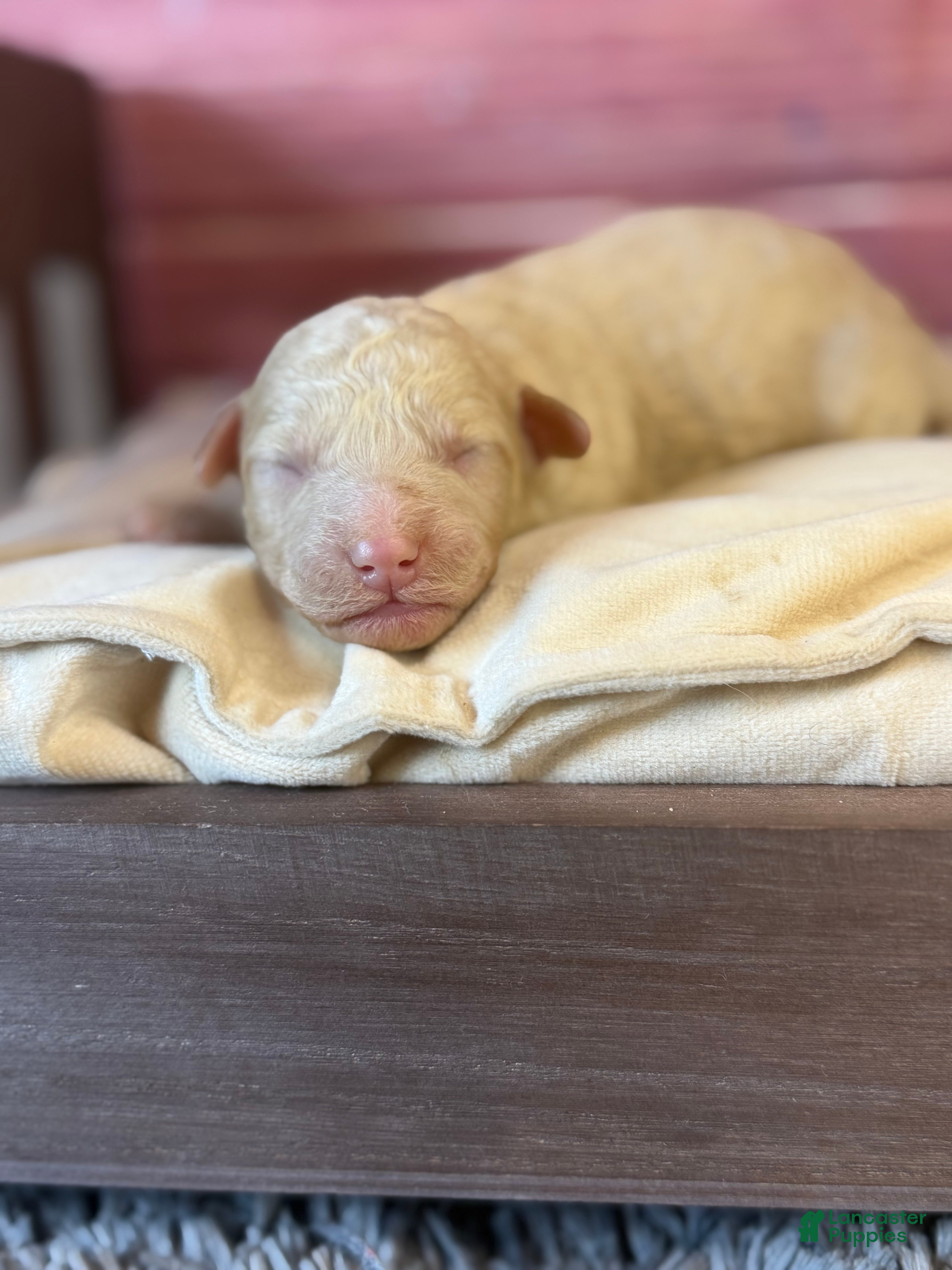Toy Poodle dogs Bruce - Ad 2