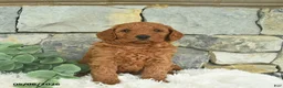 Mini Goldendoodle dogs for sale: Red   - Ad 1