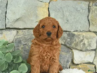 Mini Goldendoodle dogs for sale: Red - Ad 1