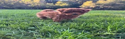 Toy Poodle dogs for sale: Sven - Ad 6