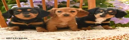 Miniature Dachshund dogs for sale: Millie - Ad 5