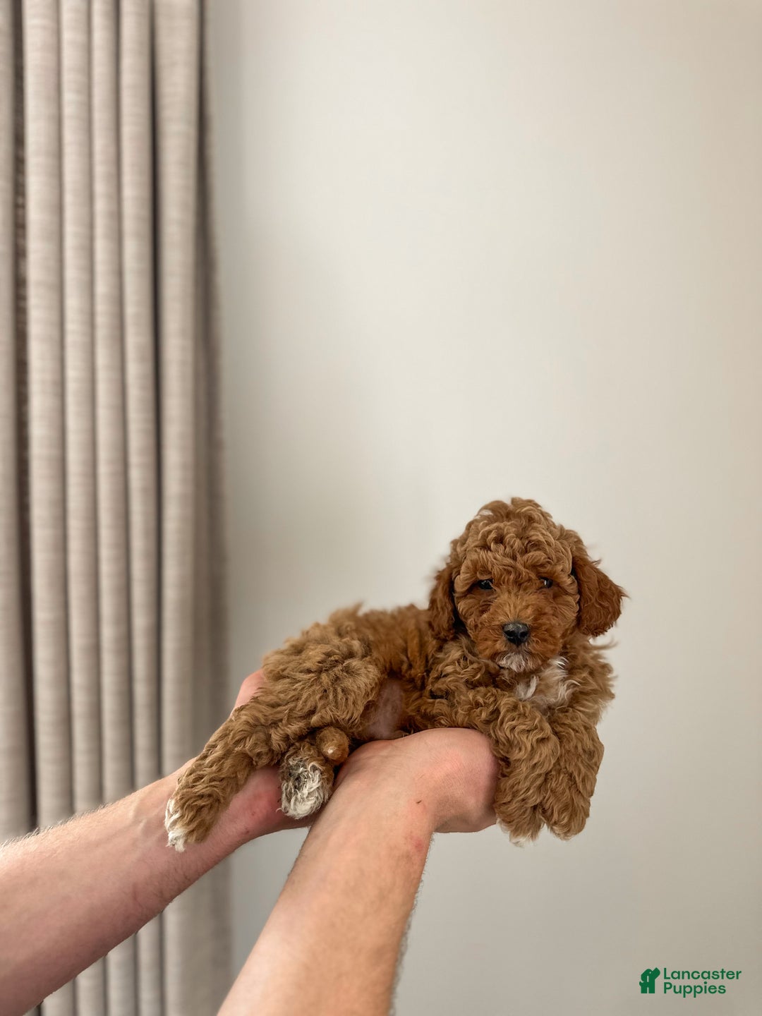 Mini Goldendoodle dogs for sale: Sailor - Ad 4