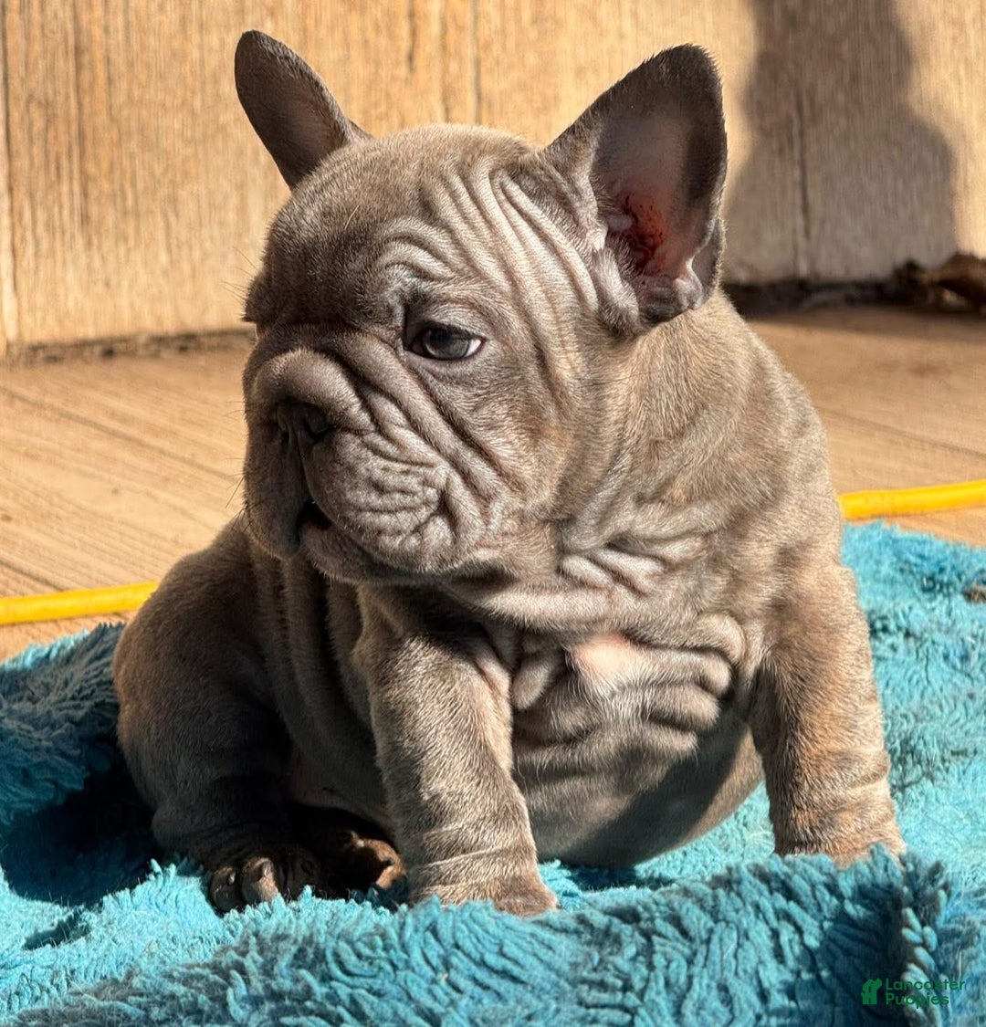 French Bulldog dogs for sale: Peanut  - Ad 5