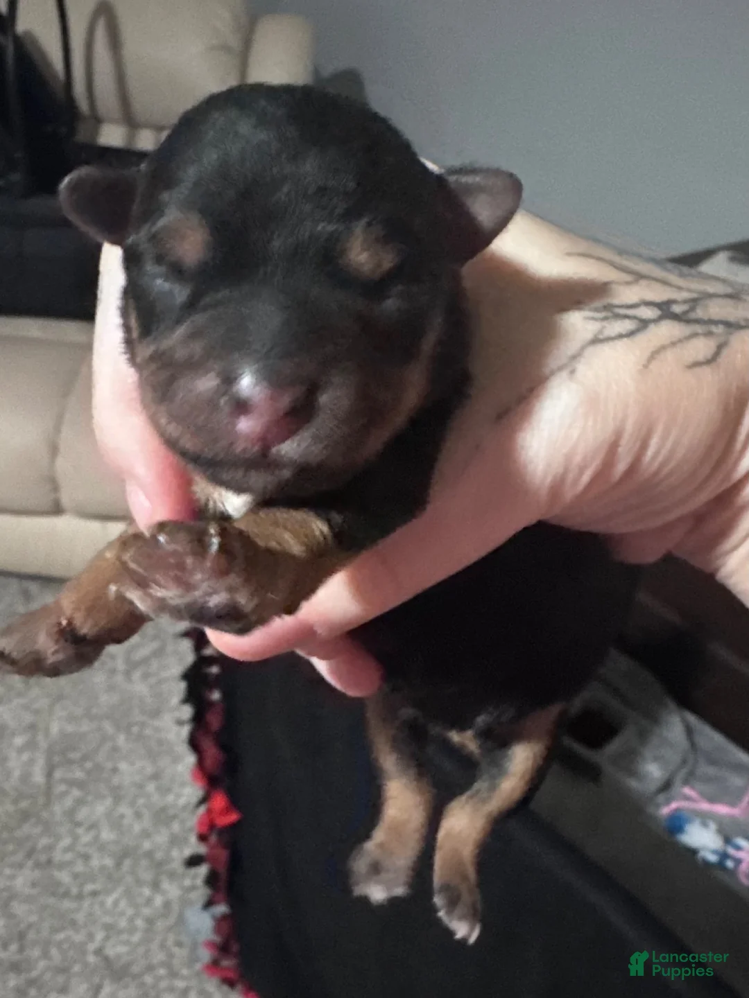 Yorkshire Terrier dogs for sale: Yorkie Traditional Color - Ad 1
