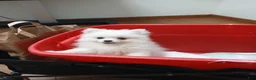 Pomeranian dogs for sale: AKC Grace - Ad 4