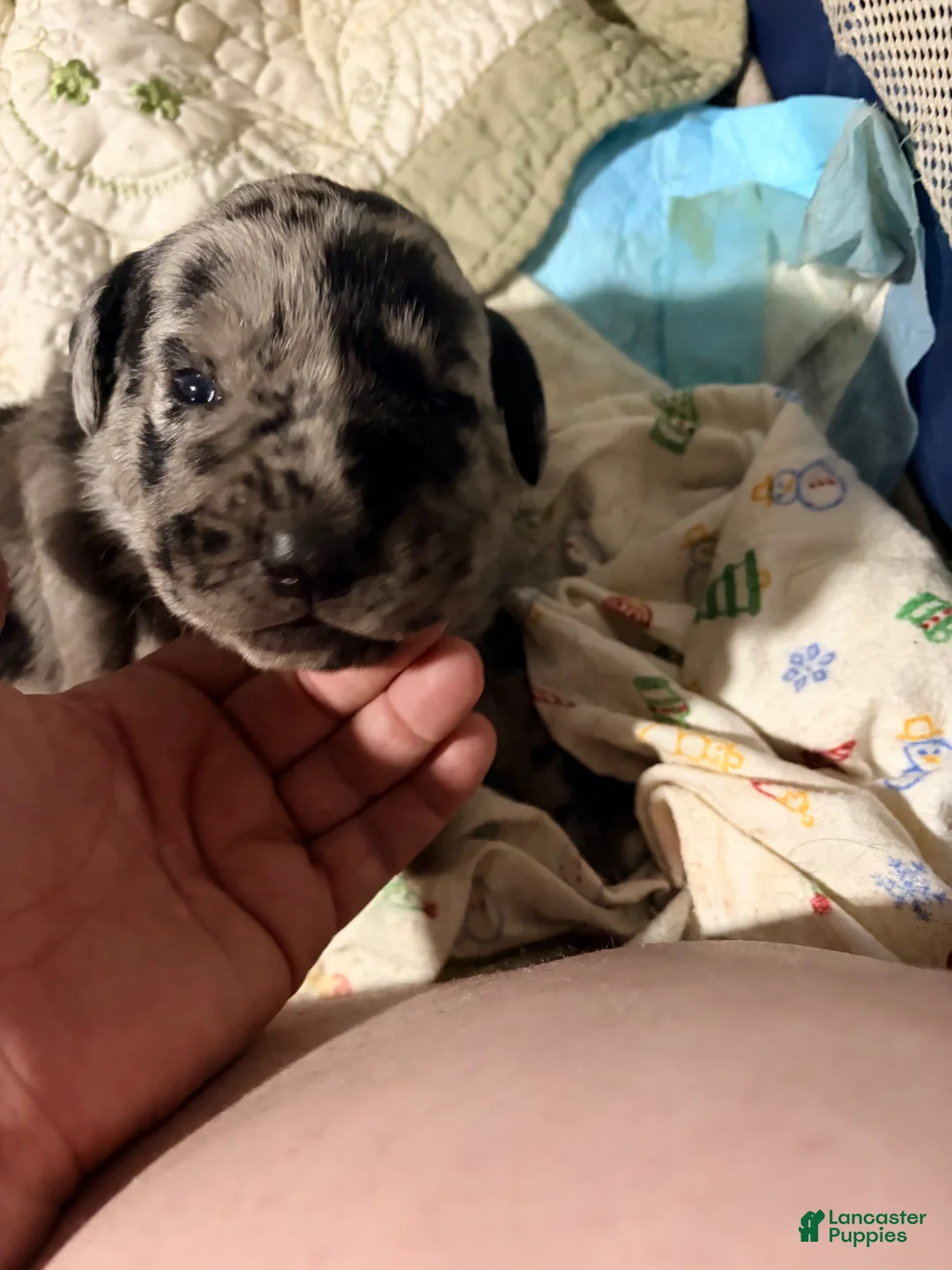 Mixed Breed dogs for sale: Luke Duke - Ad 1