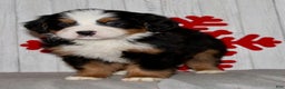 Bernese Mountain Dog dogs for sale: Logan - Ad 4