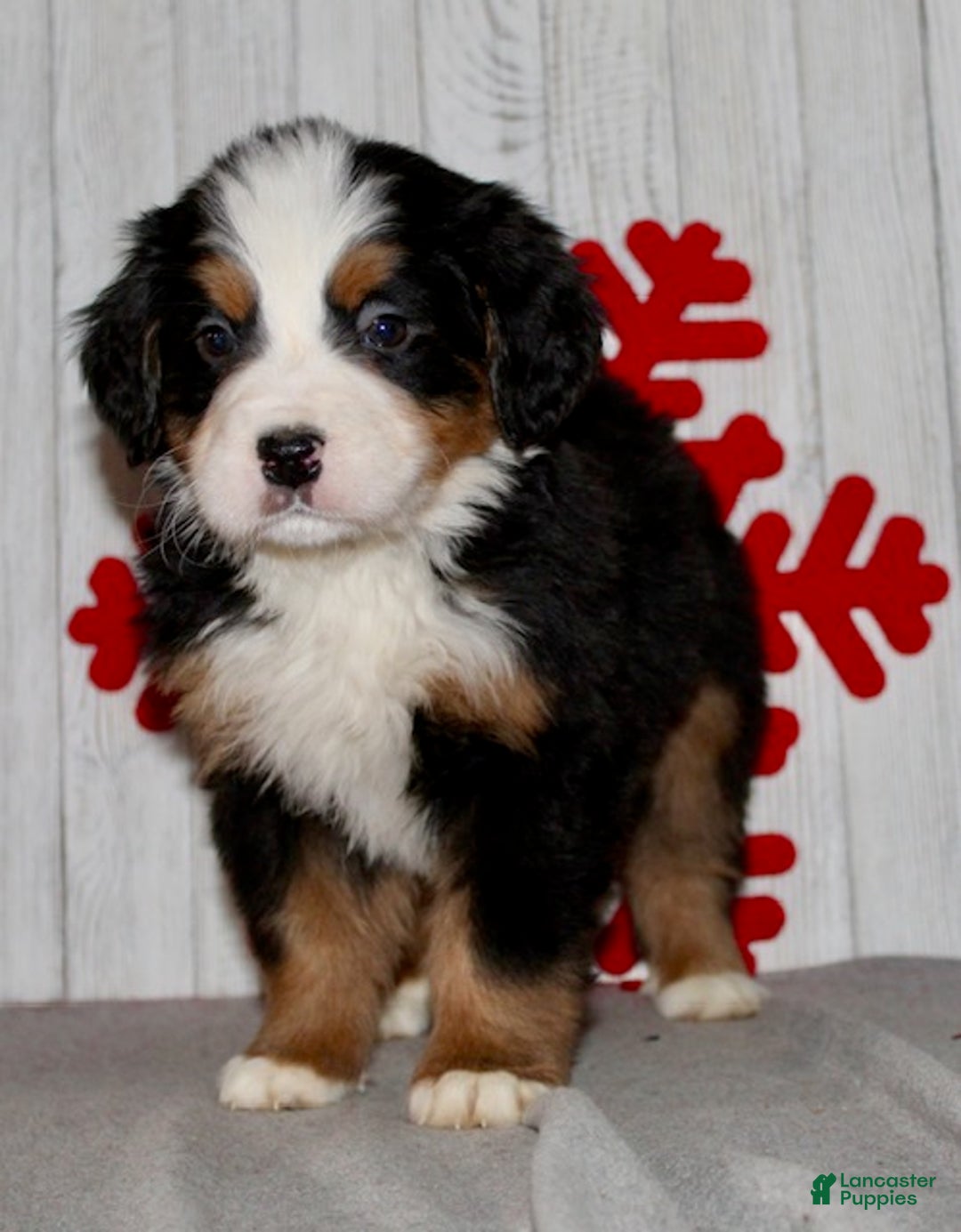 Bernese Mountain Dog dogs for sale: Logan - Ad 4