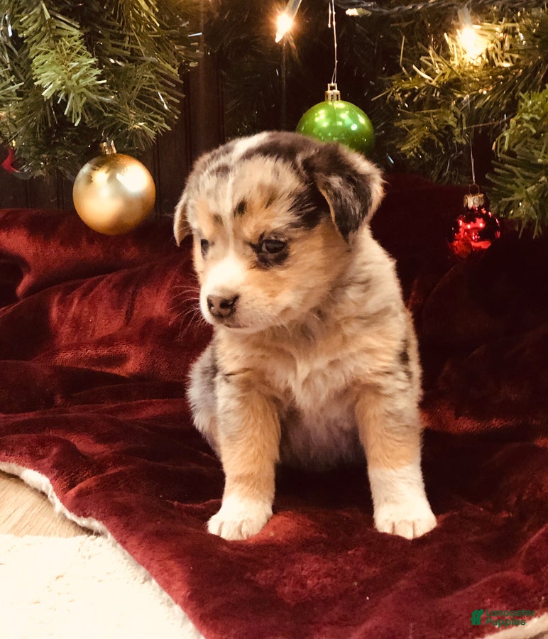 Mixed Breed dogs Knuckles - Ad 28