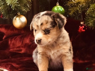 Mixed Breed dogs Knuckles - Ad 28