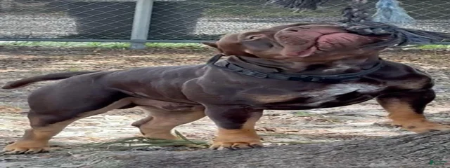 Draco