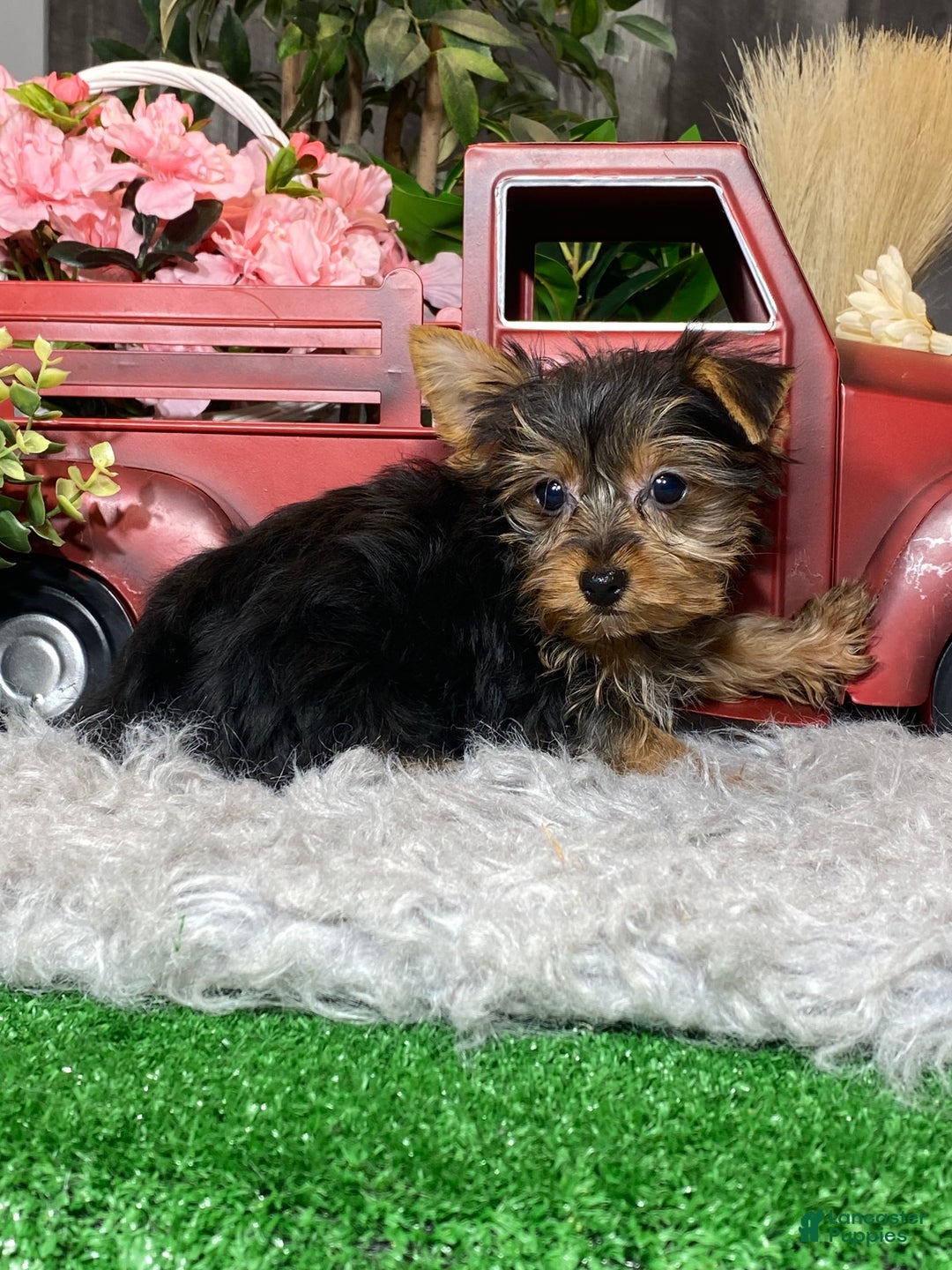 Yorkshire Terrier dogs for sale: Yeti  - Ad 5