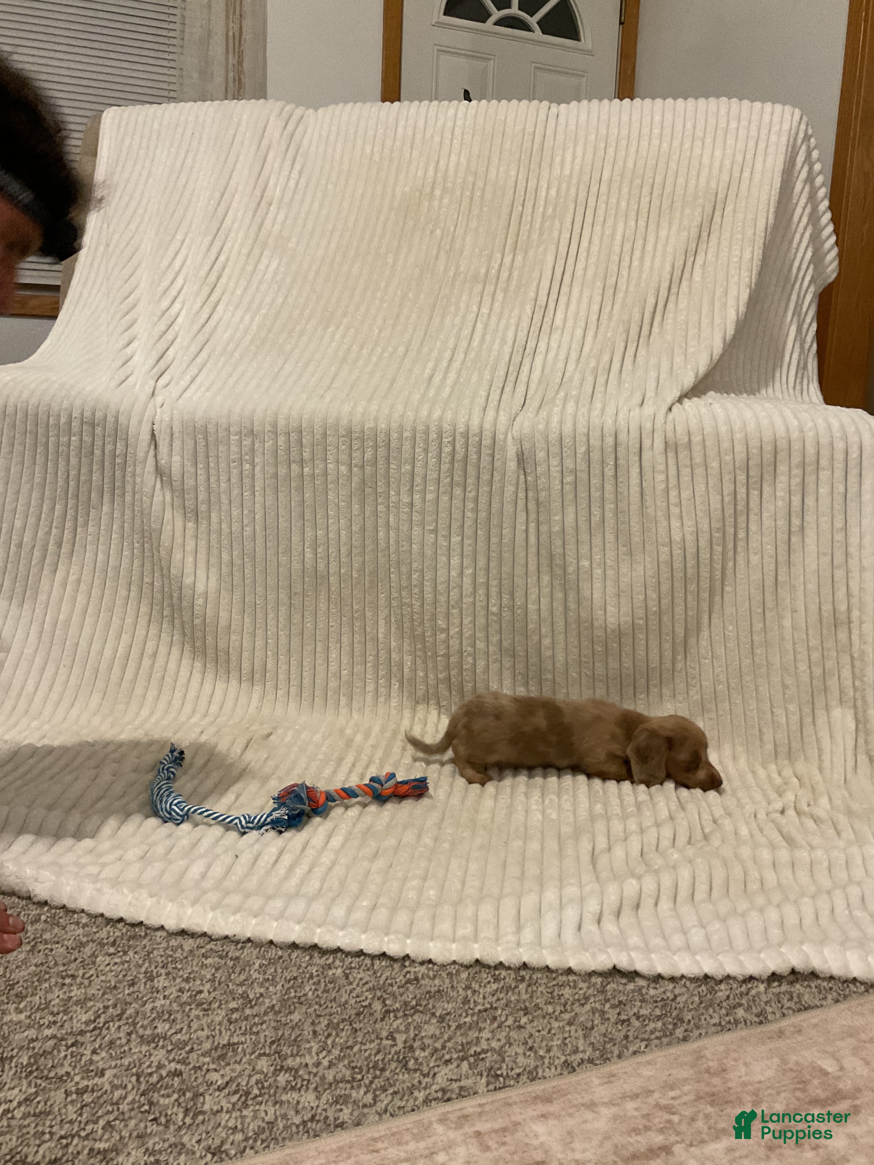 Dachshund dogs Benny - Ad 2