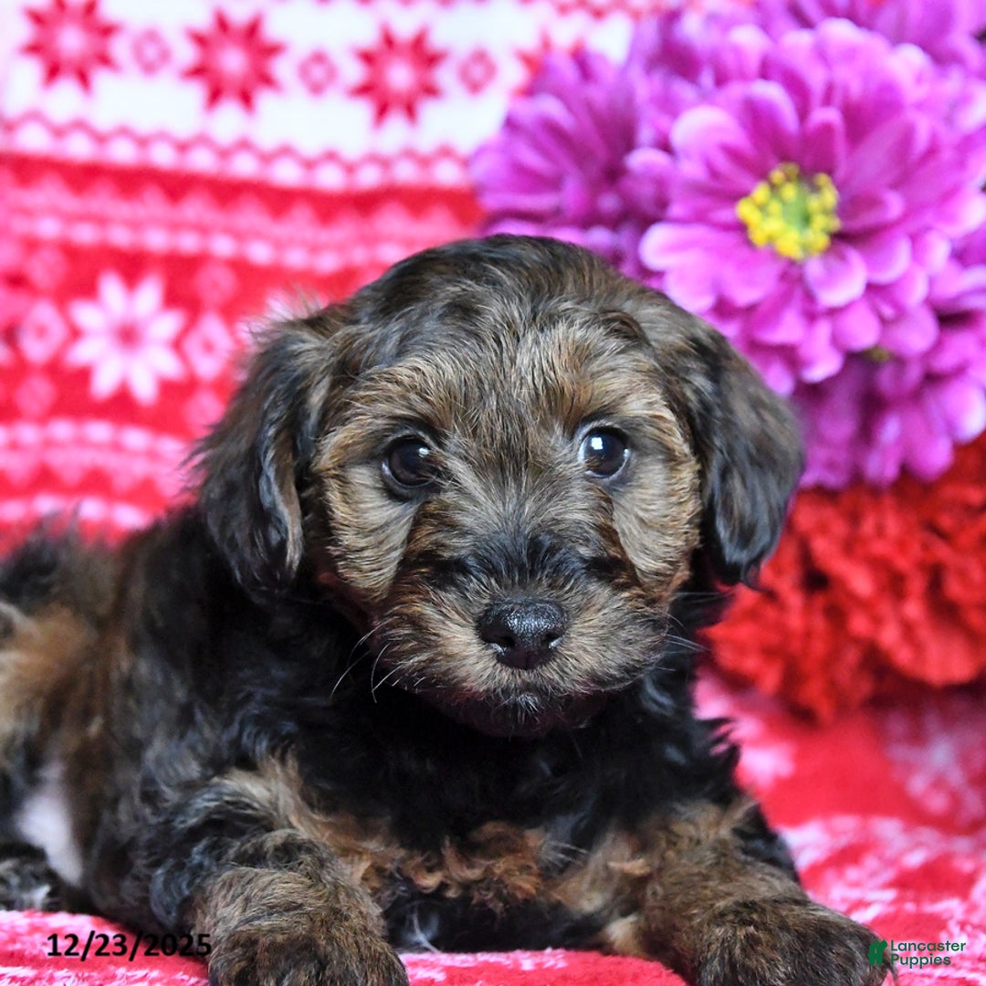 Yorkiepoo dogs for sale: Hickory - Ad 4