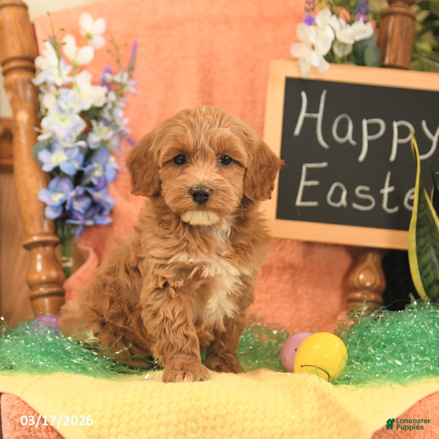 Mini Goldendoodle dogs Shirley - Ad 1